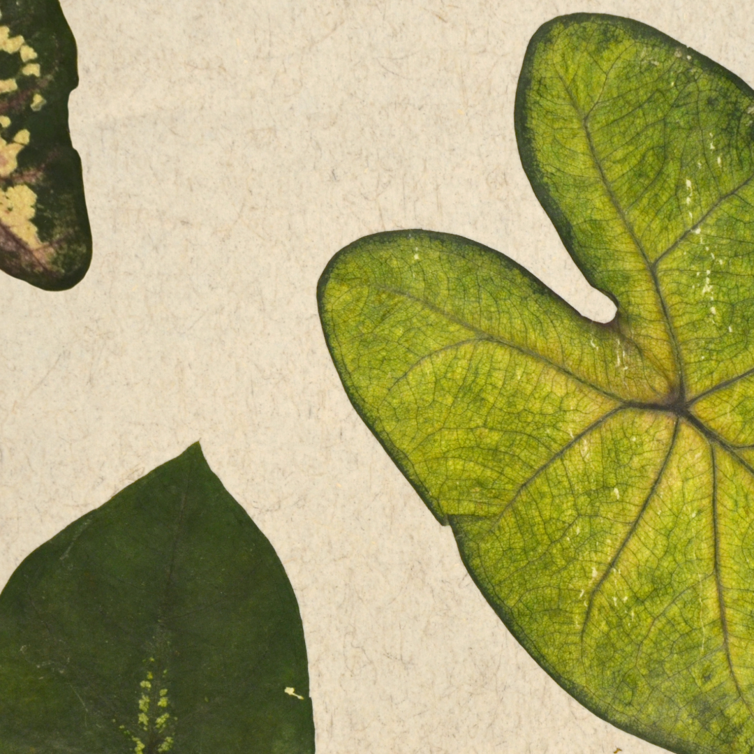Naturtapete „TROPICAL HEART“ auf Flachsvlies – Tropische Caladiumblätter in Grün & Weiß, atmungsaktiv & ökologisch, lebendige Wandgestaltung mit Regenwald-Flair-ORGANOID® 