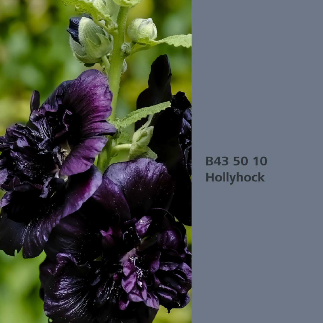 Natur Wohnen Interior Colours – Farbton „Hollyhock“ (Stockrose) B43 50 10 - Lack