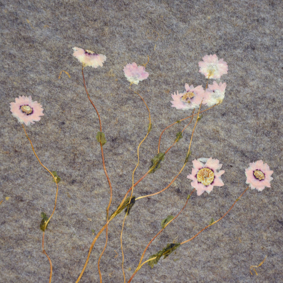 Natürliche Tapete „SONNENFLÜGEL“ auf Flachsvlies – Schafwolle & Rhodanthen in zartem Grau-Rosa, atmungsaktiv & ökologisch, romantische Wandgestaltung-ORGANOID® 