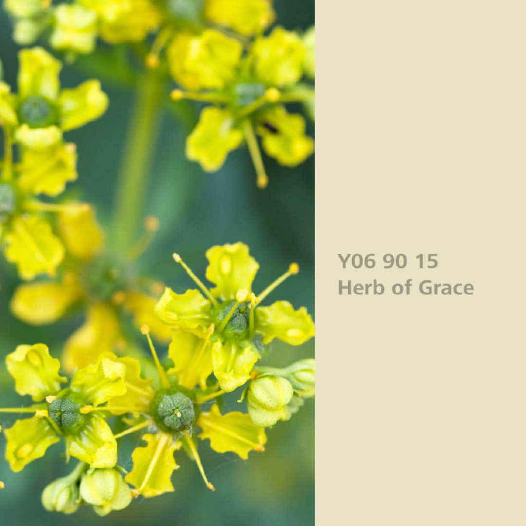 Natur Wohnen Interior Colours – Farbton „Herb of Grace“ (Weinraute) Y06 90 15 -Innenwandfarbe