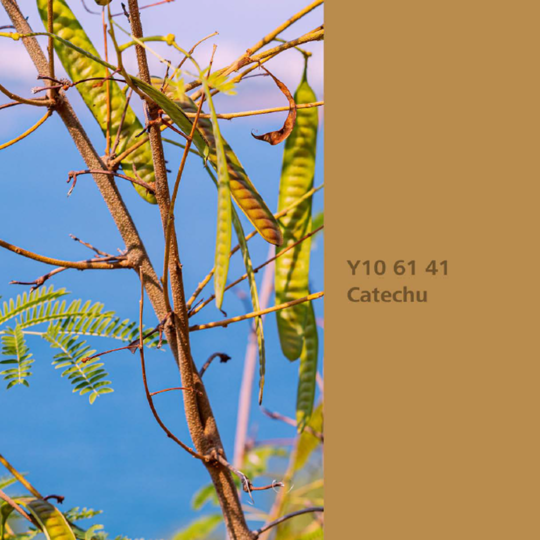 Natur Wohnen Interior Colours – Farbton „Catechu“ (Gerber-Akazie) Y10 61 41 -Innenwandfarbe